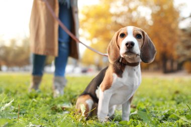 Sonbahar günü parkta sevimli Beagle köpeğini gezdiren bir kadın.