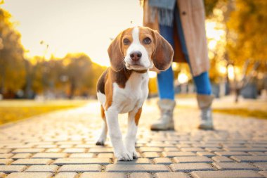 Sonbahar günü parkta sevimli Beagle köpeğini gezdiren bir kadın.