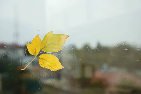 秋叶雨天贴在窗玻璃上 文字空间 — 图库照片
