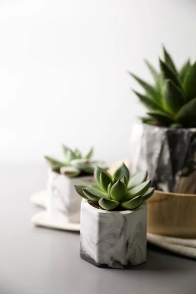 Belle Succulente Vaso Tavolo Grigio Chiaro — Foto Stock