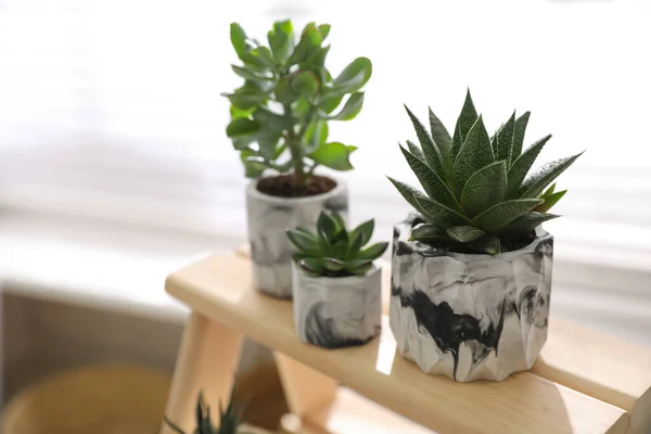 Indah Pot Succulents Berdiri Kayu Dalam Ruangan — Stok Foto