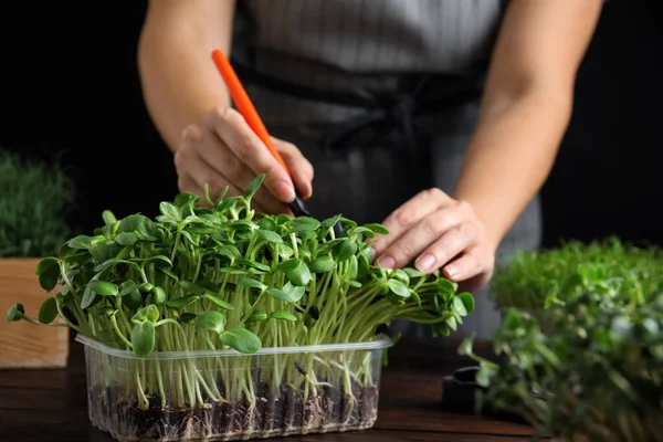 Vrouw Die Zorgt Voor Microgroen Aan Houten Tafel Close — Stockfoto