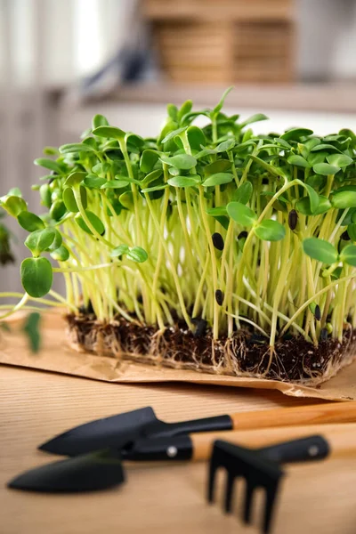 Vers Organisch Microgroen Tuingereedschap Houten Tafel Binnen Close — Stockfoto