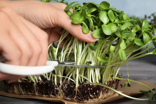 Vrouw Snoeien Verse Microgroen Aan Tafel Close — Stockfoto