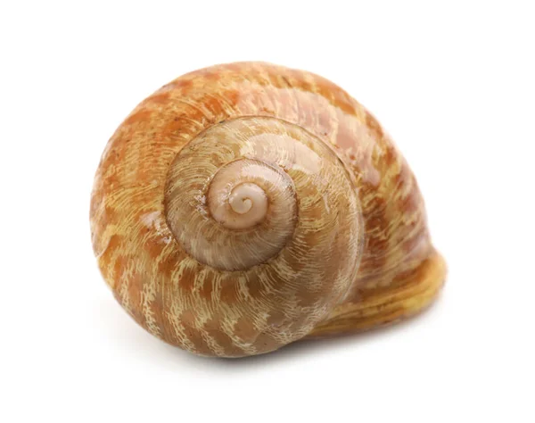 Common Garden Snail Shell White Background — Stock Photo, Image