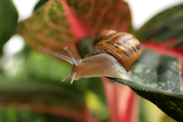 Caracol Jardim Comum Rastejando Folha Close — Fotografia de Stock