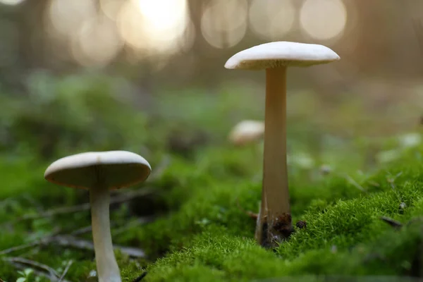 Paddenstoelen Groeien Wildernis Herfstdag Close — Stockfoto