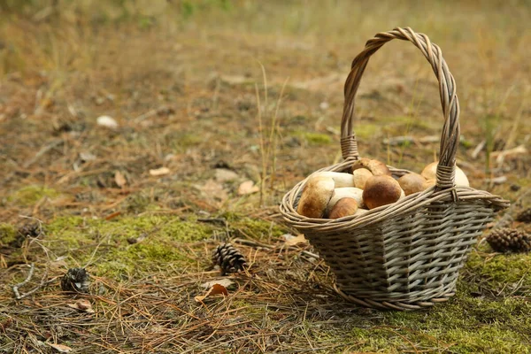 Basket Full Fresh Porcini Mushrooms Forest — Stock Photo, Image