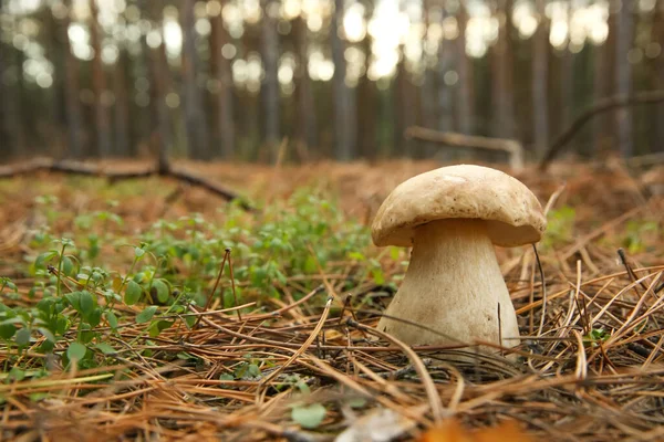 Kleine Porcini Paddestoel Groeit Het Bos Close — Stockfoto