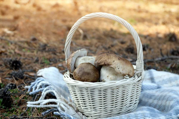 Wicker Basket Fresh Wild Mushrooms Forest — Stock Photo, Image