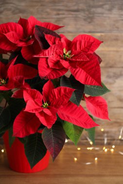 Poinsettia (geleneksel Noel çiçeği) ve tahta masanın üzerindeki ip ışıkları