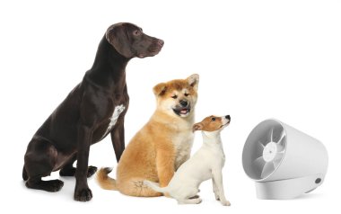 Beyaz arka planda yelpazenin yanında sevimli köpekler var. Yaz sıcağı