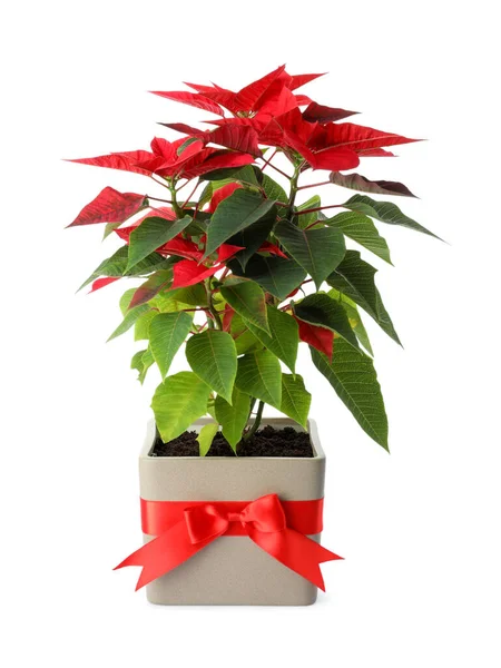 Mooie Poinsettia Traditionele Kerstbloem Pot Witte Achtergrond — Stockfoto