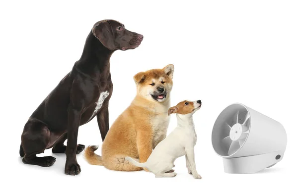 Roztomilí Psi Blízko Ventilátoru Bílém Pozadí Letní Teplo — Stock fotografie