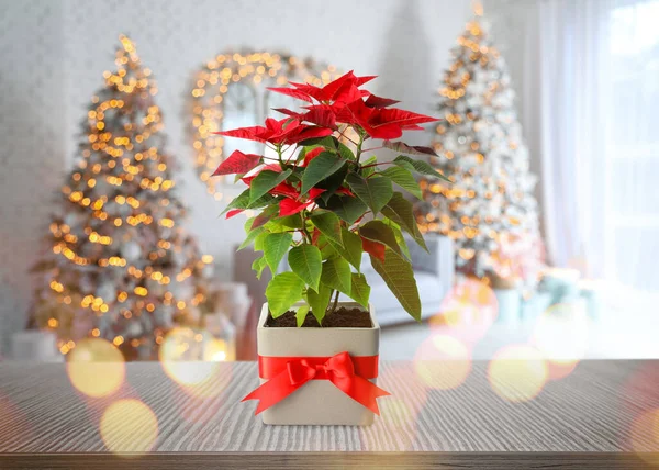 Karácsonyi Hagyományos Poinsettia Virág Asztalon Díszített Szobában — Stock Fotó