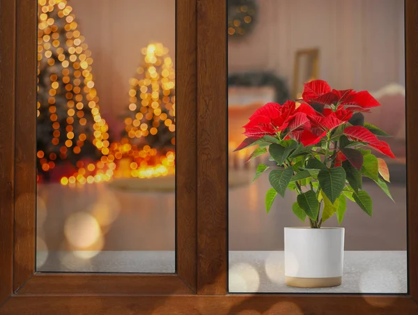 Noël Traditionnelle Fleur Poinsettia Sur Seuil Dans Chambre Décorée Vue — Photo