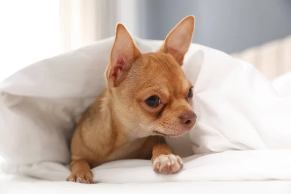 Lindo Perro Chihuahua Bajo Manta Casa Primer Plano — Foto de Stock