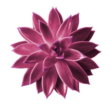 Beyaz arka planda güzel sulu bitki, üst manzara