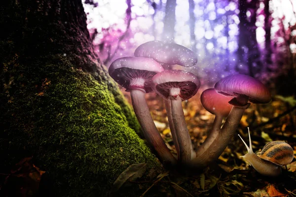 Mundo Fantasia Cogumelos Iluminados Por Luz Mágica Perto Caracol Floresta — Fotografia de Stock