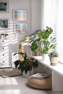 Evdeki pencere pervazında güzel saksılar var.