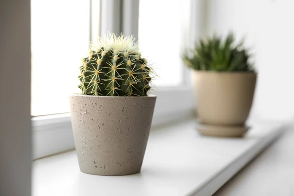 Beaux Cactus Différents Dans Des Pots Sur Rebord Fenêtre Intérieur — Photo