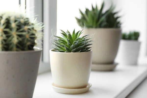Indah Berbeda Kaktus Dalam Pot Jendela Dalam Ruangan — Stok Foto