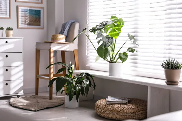 Belles Plantes Pot Sur Rebord Fenêtre Maison — Photo