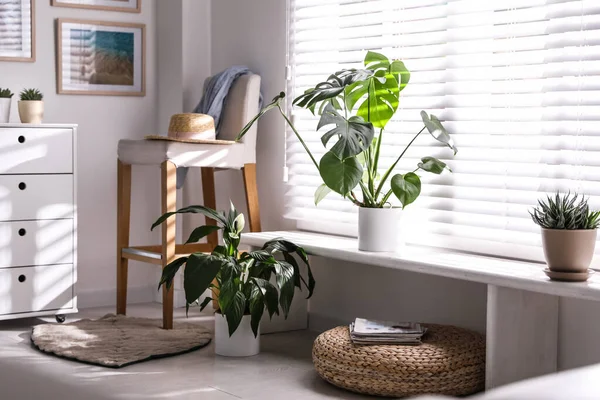 Hermosas Plantas Maceta Alféizar Ventana Casa —  Fotos de Stock