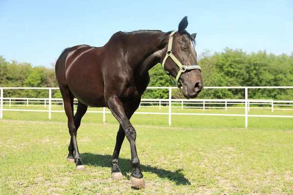 晴れた日にパドックで暗い湾の馬 美しいペット — ストック写真