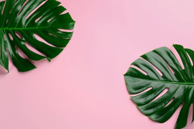 Pembe arka planda güzel canavar yaprakları, metin için yeri olan düz bir yer. Tropik bitki