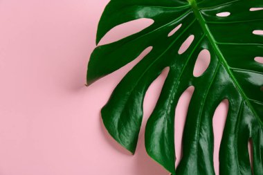 Pembe arka planda güzel canavar yaprağı, üst manzara. Tropik bitki