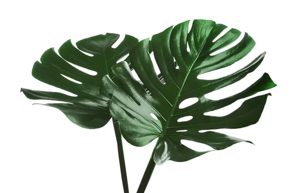 Hermosas Hojas Monstera Aisladas Blanco Planta Tropical —  Fotos de Stock