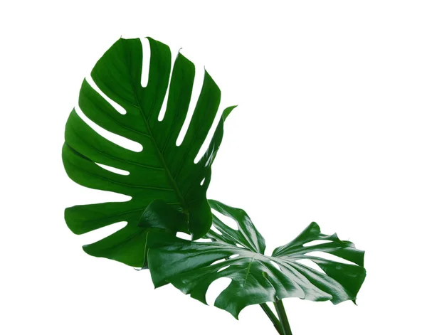 Beautiful Monstera Leaves Isolated White Tropical Plant — Stock Photo, Image