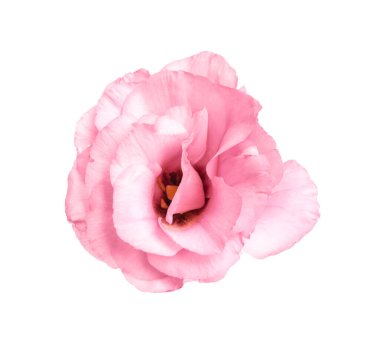 Güzel, taze Eustoma çiçeği beyaza izole edilmiş.