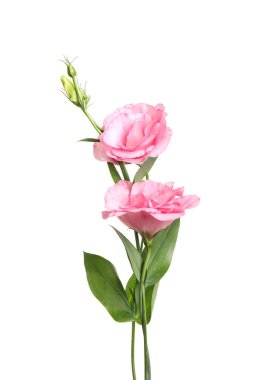 Güzel taze Eustoma çiçekleri beyazın üzerinde izole.