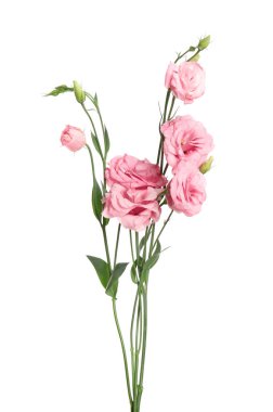 Güzel taze Eustoma çiçekleri beyazın üzerinde izole.