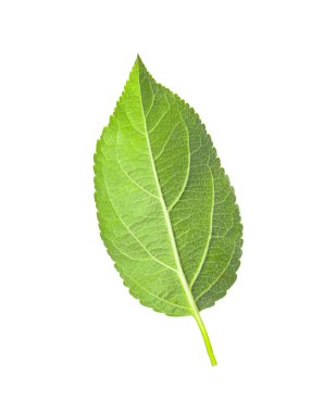 Beyaz elma ağacının yeşil yaprağı