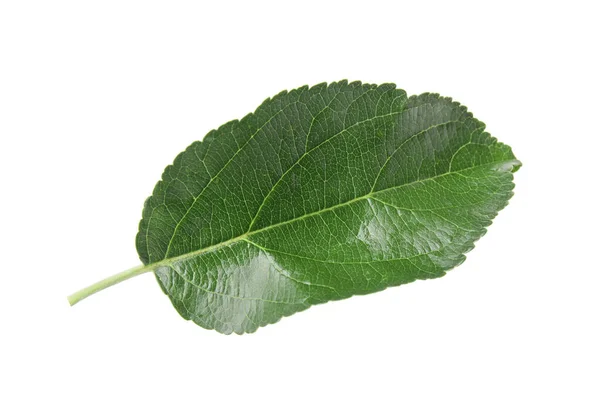 Zielony Liść Jabłoni Odizolowany Białym — Zdjęcie stockowe