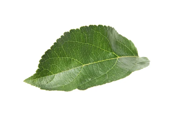 Folha Verde Macieira Isolada Branco — Fotografia de Stock