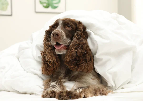 Adorable dog covered with blanket at home