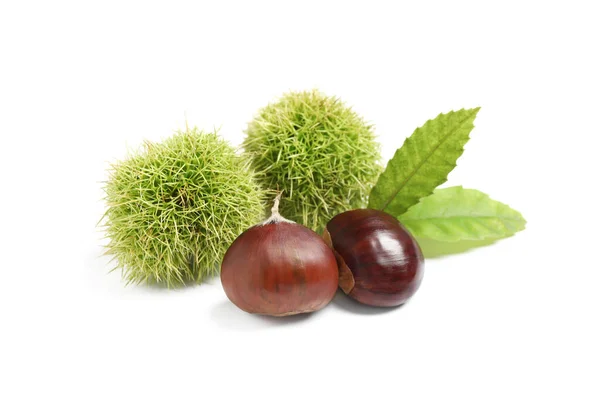 Chestnut Manis Segar Dengan Latar Belakang Putih — Stok Foto