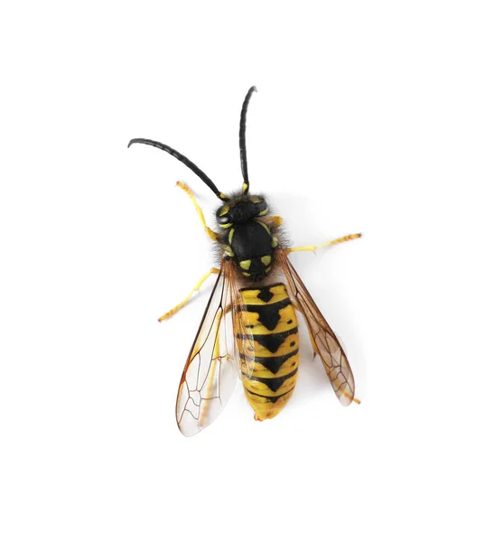 Schöne Wespe Auf Weißem Hintergrund Draufsicht — Stockfoto