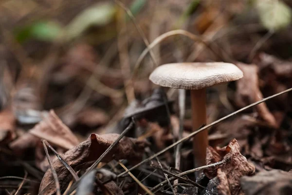 Paddestoel Groeit Wildernis Herfstdag Close — Stockfoto