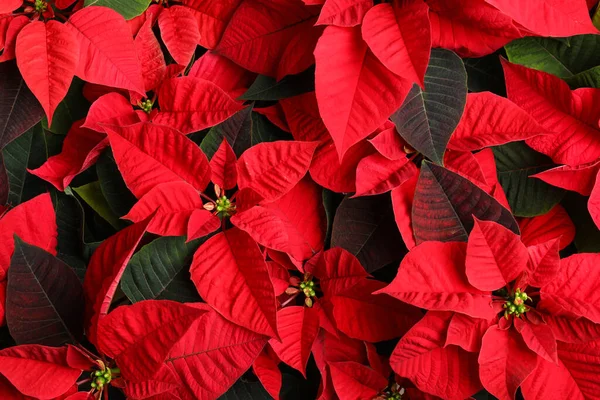 Red Poinsettia Como Fondo Primer Plano Navidad Flor Tradicional — Foto de Stock