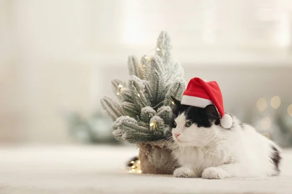 Αξιολάτρευτη Γάτα Στο Καπέλο Σάντα Κοντά Διακοσμητικό Χριστουγεννιάτικο Δέντρο Χώρος — Φωτογραφία Αρχείου