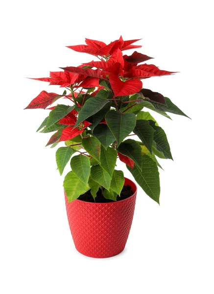 Mooie Poinsettia Traditionele Kerstbloem Pot Witte Achtergrond — Stockfoto