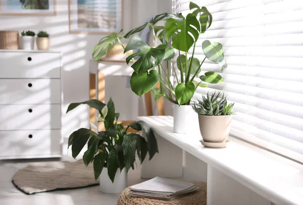 Beautiful Potted Plants Window Sill Home — Stock Photo, Image