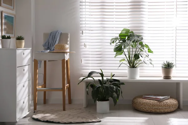 Belles Plantes Pot Sur Rebord Fenêtre Maison — Photo