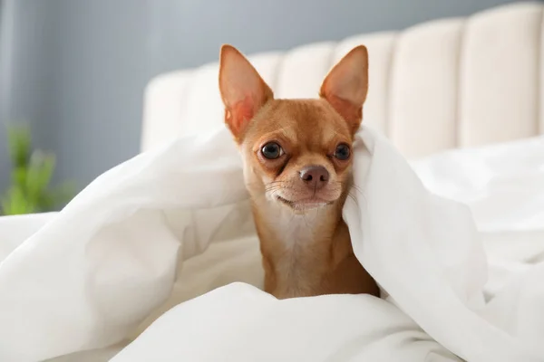 Lindo Perro Chihuahua Bajo Manta Casa — Foto de Stock