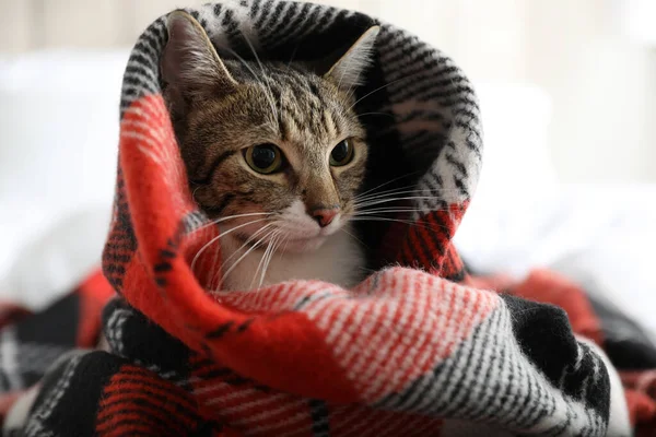 Evdeki Yatakta Ekoseli Kumaşın Altında Sevimli Bir Kedi Yakın Plan — Stok fotoğraf